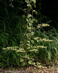 Cissus rotundifolia rotundifolia