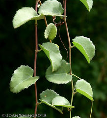 Cissus rotundifolia rotundifolia
