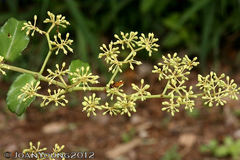 Cissus rotundifolia rotundifolia