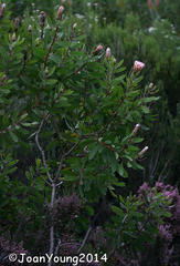 Protea mundii