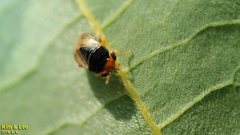 Geocoris varius