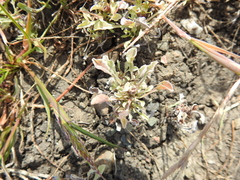 Hesperevax sparsiflora