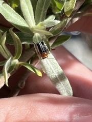 Pachybrachis circumcinctus