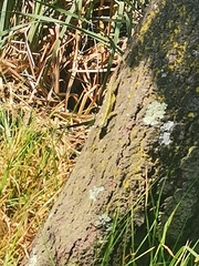 Sceloporus
