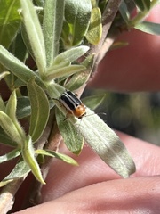 Pachybrachis circumcinctus