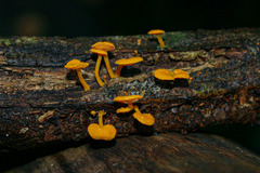 Favolaschia thwaitesii