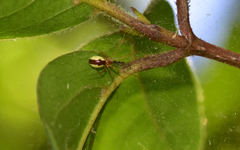 Linyphia mimonti