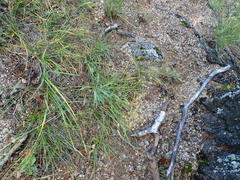 Bupleurum krylovianum