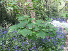 Acer pseudoplatanus