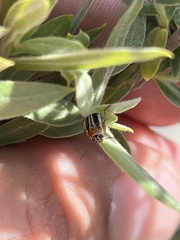 Pachybrachis circumcinctus