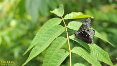 Dichorragia nesimachus