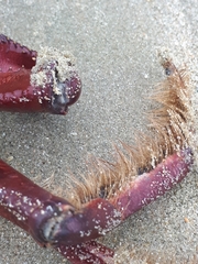 Ucides cordatus