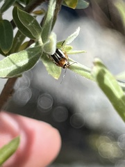 Pachybrachis circumcinctus