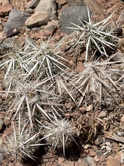Grusonia clavata