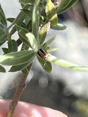 Pachybrachis circumcinctus