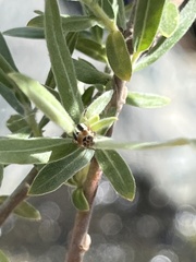 Pachybrachis circumcinctus