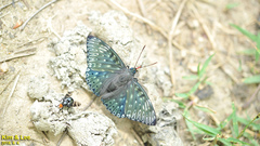 Dichorragia nesimachus