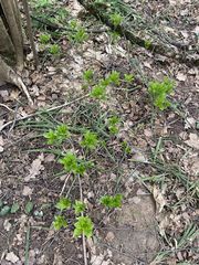 Mercurialis perennis