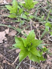 Mercurialis perennis
