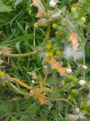 Puccinia lagenophorae