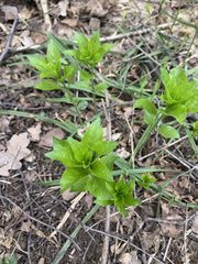 Mercurialis perennis