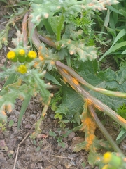 Puccinia lagenophorae