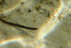 Pugnaso curtirostris