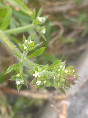 Galium aparine
