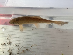 Catostomus macrocheilus