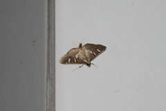 Glyphodes chilka
