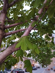 Aesculus hippocastanum