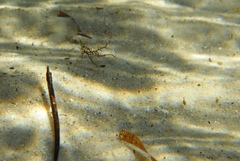 Pugnaso curtirostris