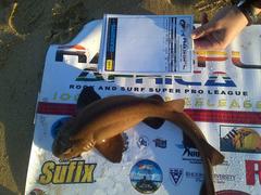 Haploblepharus fuscus