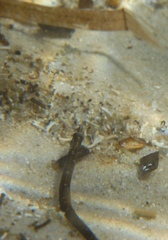 Pugnaso curtirostris