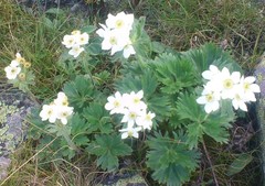Anemonastrum biarmiense