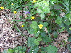 Ficaria verna
