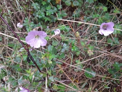 Geranium holosericeum