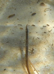 Pugnaso curtirostris