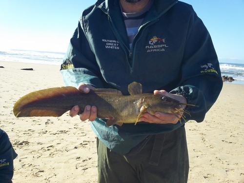 Nkunga eeltail catfish (Plotosus nkunga) — Plotosidae