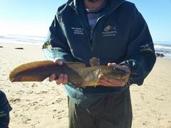 Stinging Eel Catfish photo 3