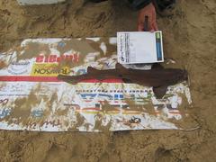 Haploblepharus fuscus