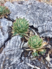 Aloe brevifolia