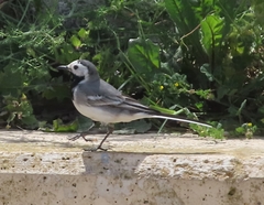 Motacilla alba