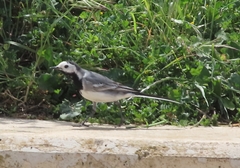 Motacilla alba
