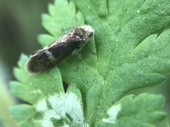 Heringocrania unimaculella