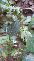 Phaulopsis imbricata