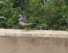Motacilla alba