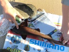 Haploblepharus fuscus