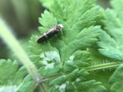 Heringocrania unimaculella