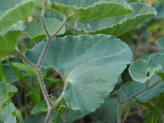 Aristolochia cretica